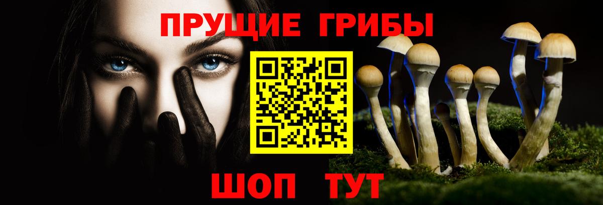 Галлюциногенные грибы Psilocybe Ейск